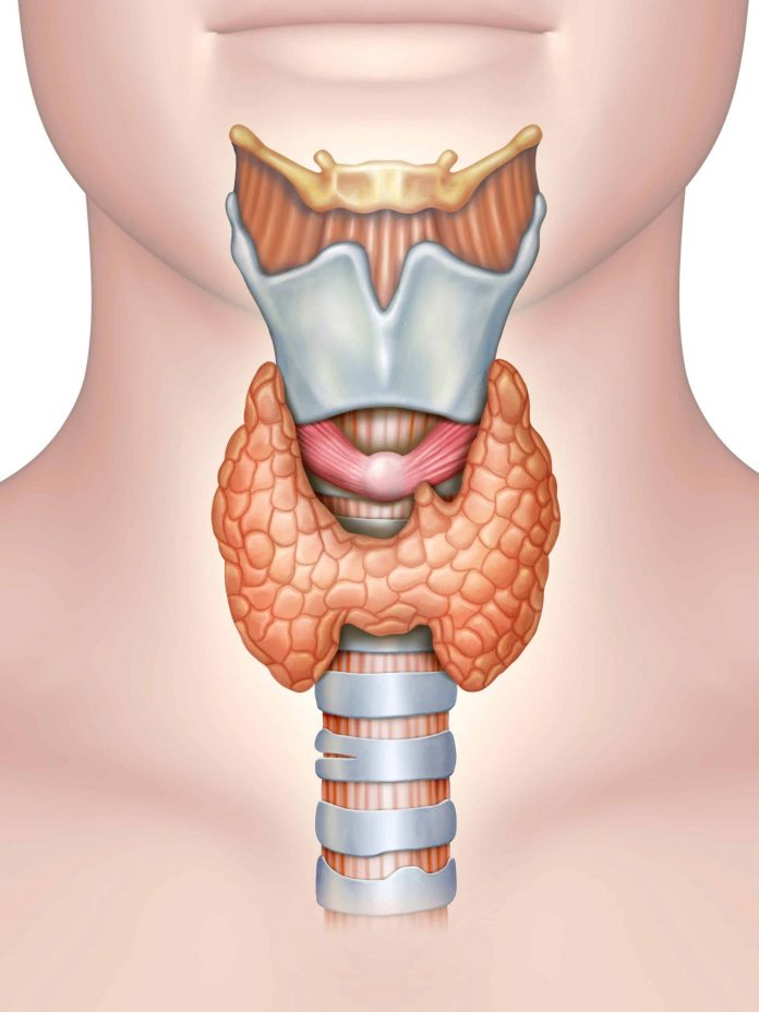 Overview-of-the-Thryoid-Gland-scaled