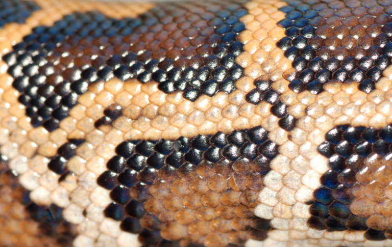 Klikimet rishfaqin pas 5 vitesh gjarprin gjigant në Burrel