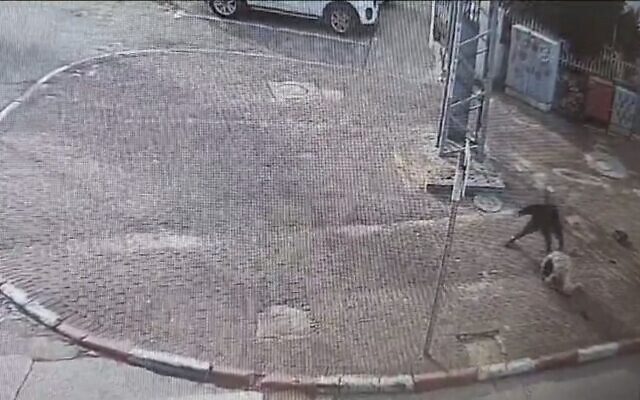 Lod-stabbing-e1701334815862-640x400