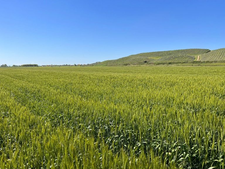 Miliona € nga IPARD, peng i abuzimeve