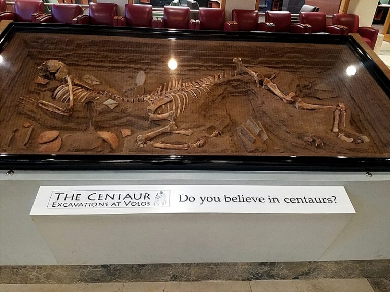 Ky skelet centauri i zbuluar në Greqi është vetëm një rikrijim muzeor