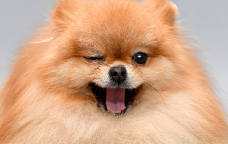 Ministri Gonxhja ofroi vite nga jeta e tij për qenin, jo për Ramën