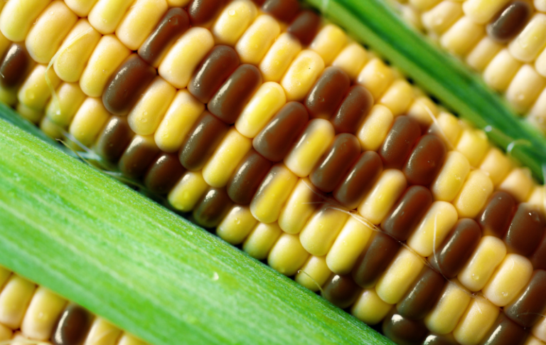 Rusia kufizoi produktet OMGj, por nuk i shpall terroristë kultivuesit