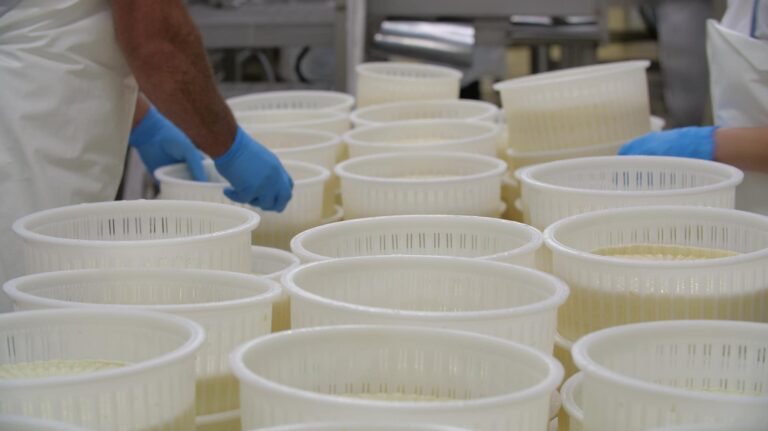 Fatura që po shteron qumështin