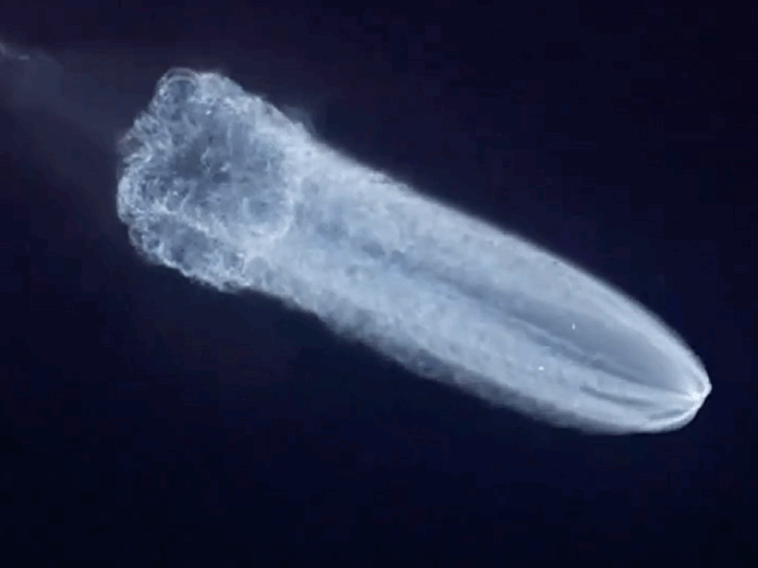 was-that-a-jellyfish-in-the-sky