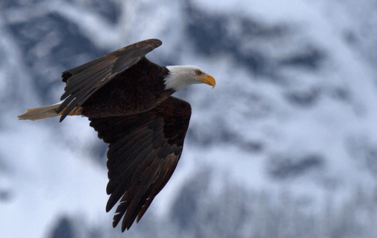 Kjo shqiponjë gjigande u krijua nga inteligjenca artificiale