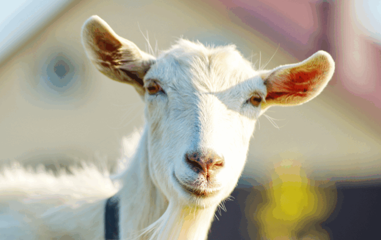 Video e dhisë “elektriçiste” nuk është filmuar në Kamëz