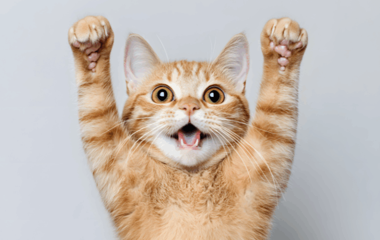 E gjeneruar kjo video virale e maces heroinë