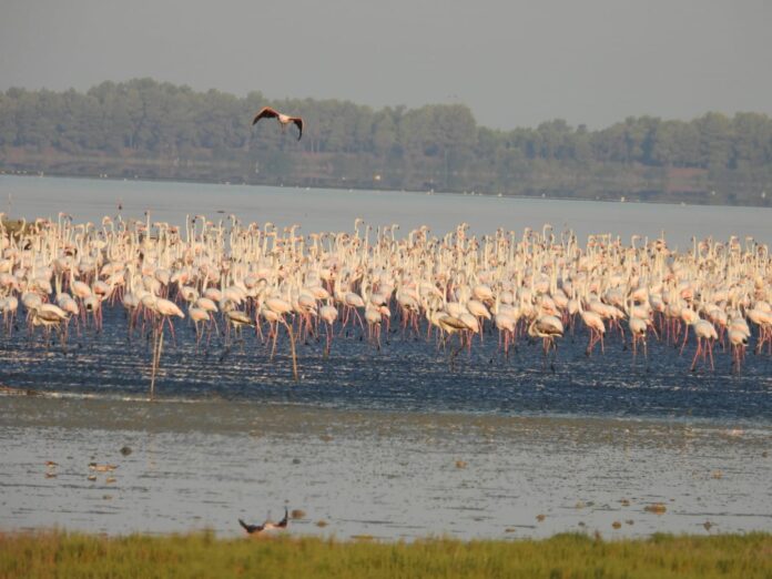 flamingo