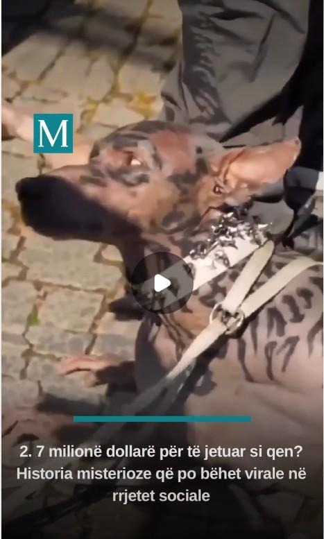Videoja e tgjenruar me AI e të riut të trasformuar në qen